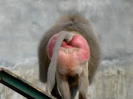 baboon buttocks.jpg