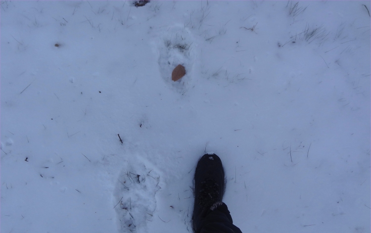 Bears prints.jpg