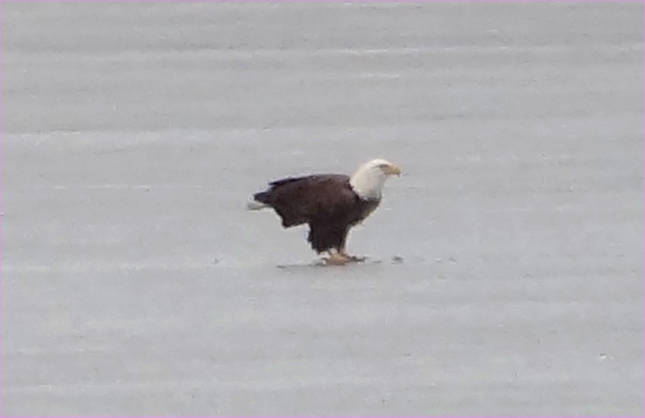 eagle5.jpg