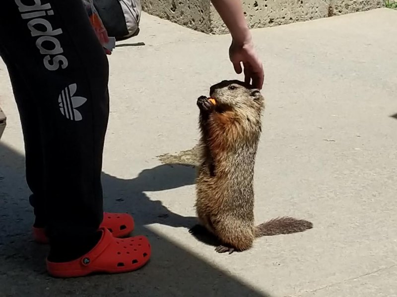 groundhog.jpg
