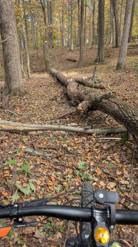 tree.jpeg