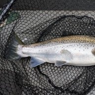 Fat Trout