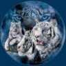 LeTigre